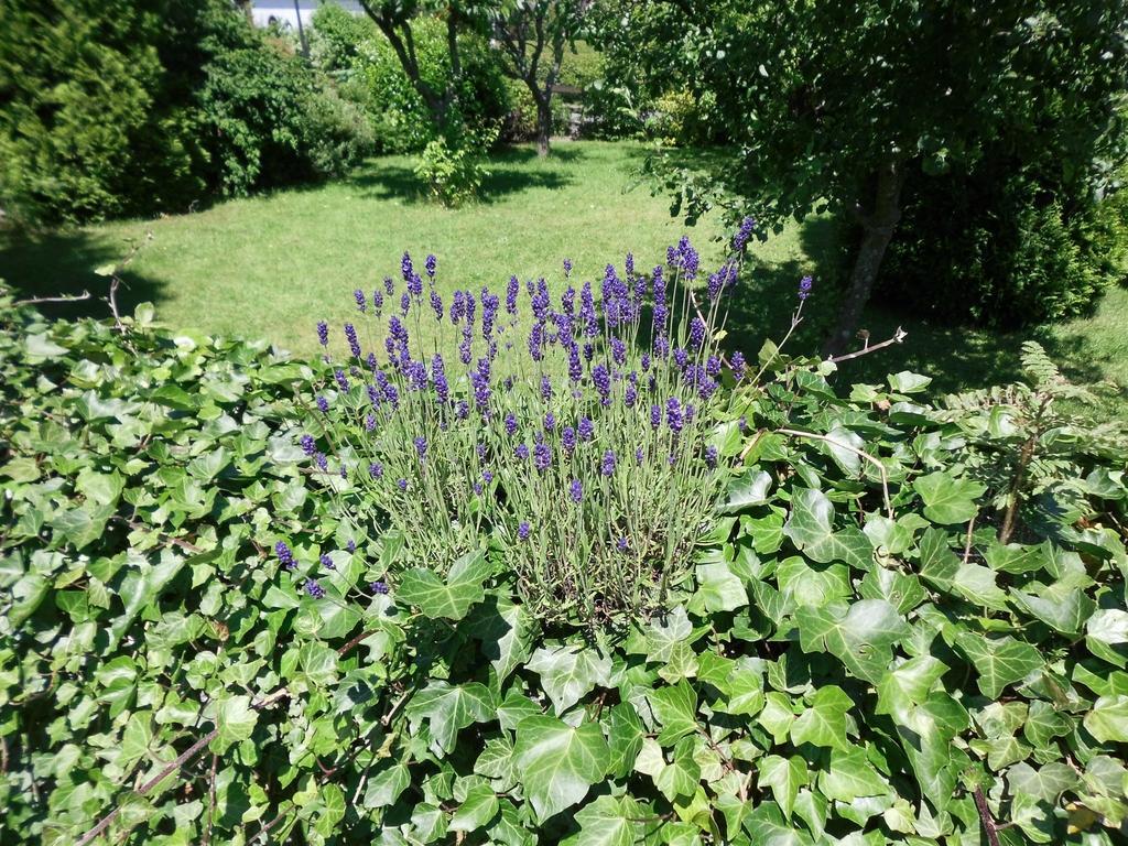 Apartment In Langewiese Sauerland With Garden Winterberg Exterior foto